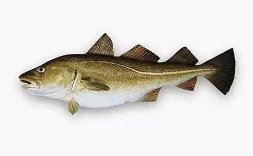 食材篇如何分辨鳕鱼的真假