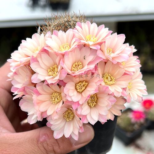 白雪10宝山属仙人球稀有品种开花机器多肉植物盆栽小型球包对版