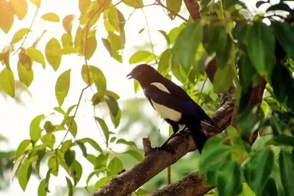 近水知鱼性,近山识鸟音——感知自然之美,心灵得到宁静与满足