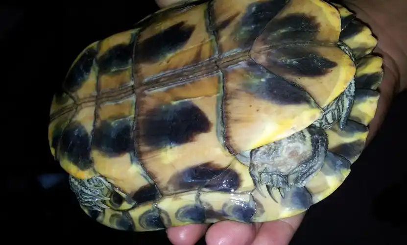 我家的巴西龟的四肢都有貌似脱皮的现象,正常吗?还是生病了,如图