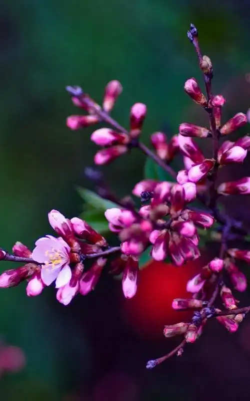 自然清新花卉手机壁纸