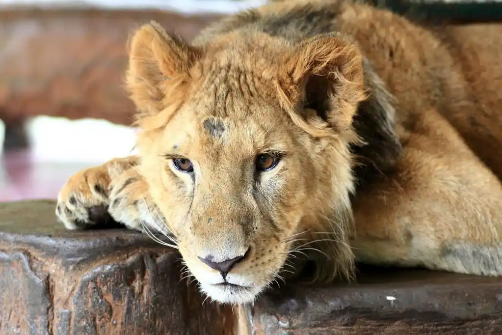美丽的狮子的肖像,美丽的狮子的肖像