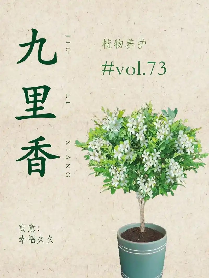 植物养护 | 九里香九里香也叫千里香或者万里香,无论哪个名字 - 抖音