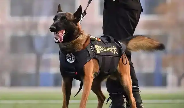 为什么都想养"昆明犬"?身上有这些优点,很受喜欢!