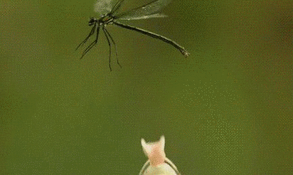 都说青蛙是益虫,但当我看到这一幕的时候,青蛙在我心中的形象彻底崩塌