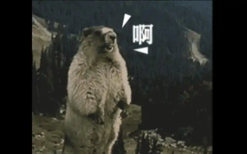 【林俊杰】我们一起学土拨鼠叫,一起啊啊啊!