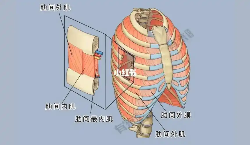 起自上位肋骨下缘,肌束斜向前下,止于下位肋骨的上缘,其前部肌束仅达