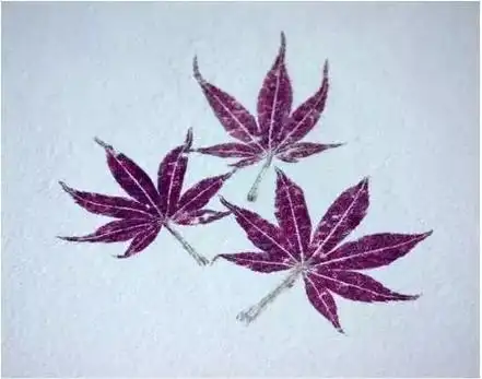 树叶也能拓印出漂亮的装饰哦,变废为宝.