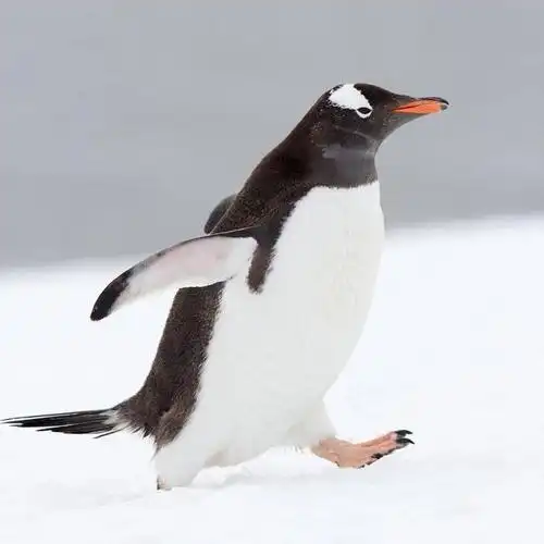 因为类似于企鹅行走的小步走比大步走防滑效果好,慢慢走比快步走防滑