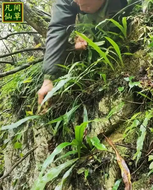 化石草野生老挝结石中草药溶石肾精茶养生茶排250g包邮肾精草新货