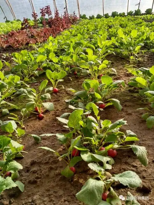 新特园里的新鲜物,蔬菜中的小清新:樱桃萝卜,岗萝卜!