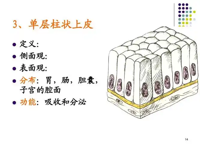 大学组胚上皮组织ppt