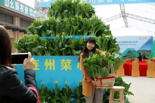 连州菜心节来了线上线下促消费扶贫