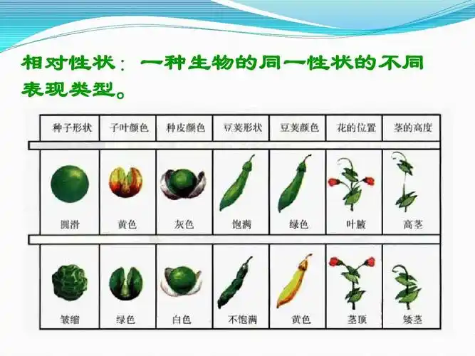 人教版高中生物必修二遗传与进化课件 遗传因子的发现