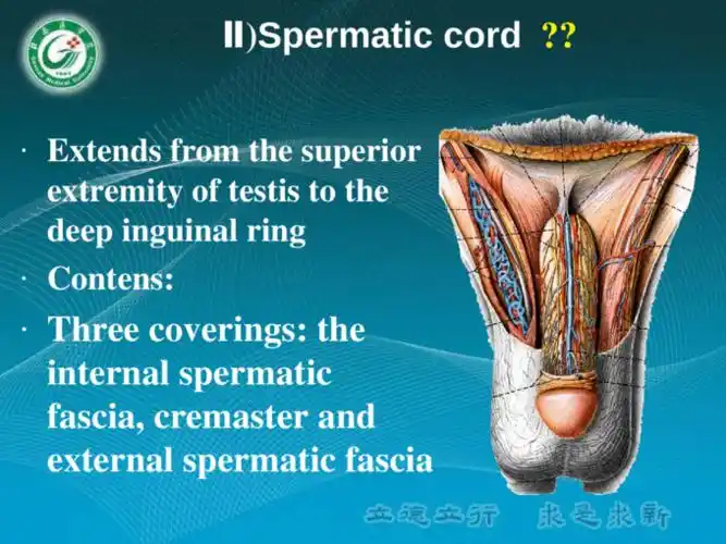internal genital organs 内生殖器 gonads (sex - page 7