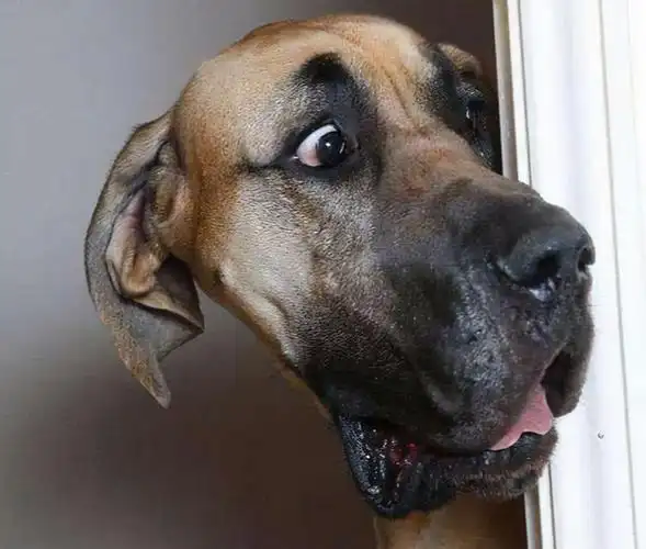 你或许不知道,你这样的行为会给狗狗带来"压力"!