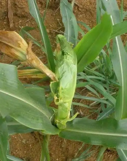 今年你家的玉米有"烂心儿"吗?咋回事儿?_发病