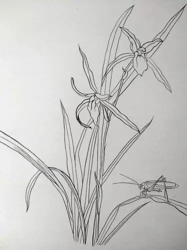 国画教程:工笔《兰花》绘画步骤示范教程