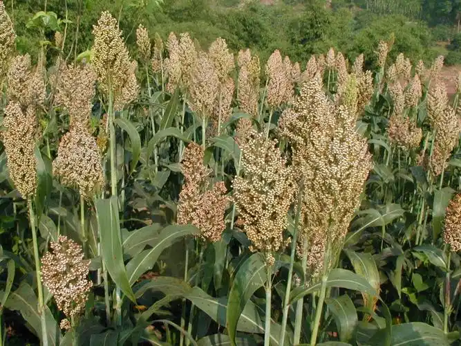 试探我国高粱栽培的起源——兼论万荣荆村遗址出土的有关标本