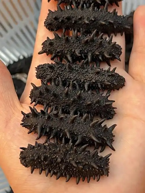 纯淡俄罗斯海参二红100头