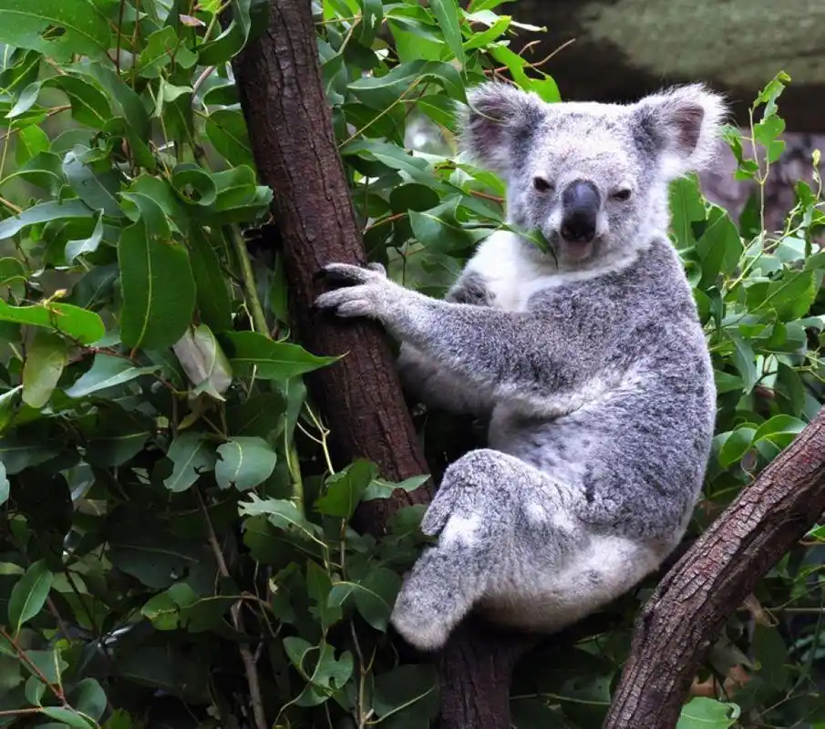 10种各国的国宝神兽动物你最喜欢哪一种