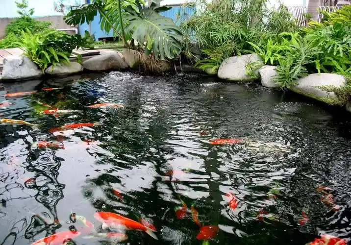 别墅庭院中那些漂亮的锦鲤鱼池是我穷极一生的梦想