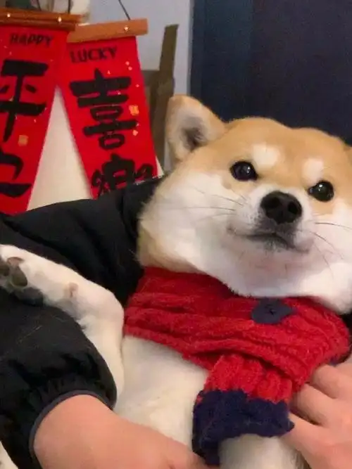过年了狗狗也需要仪式感##狗狗头像##柴犬