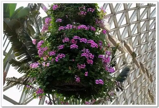 大花天竺葵,还有垂吊天竺葵,如果想在阳台上养盆垂吊植物,就养垂吊