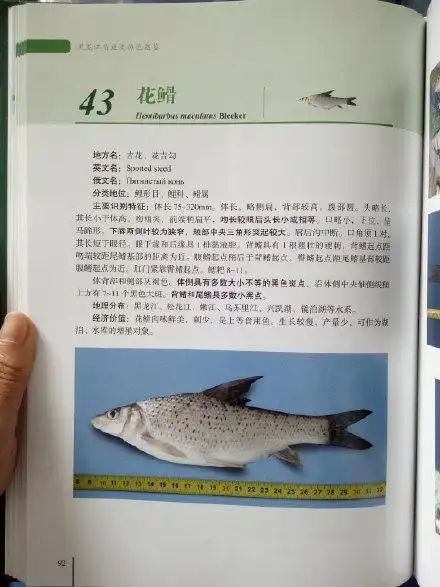 上海朱家角有一种鱼叫"花骨鱼"肉质细嫩,没有一点土腥味