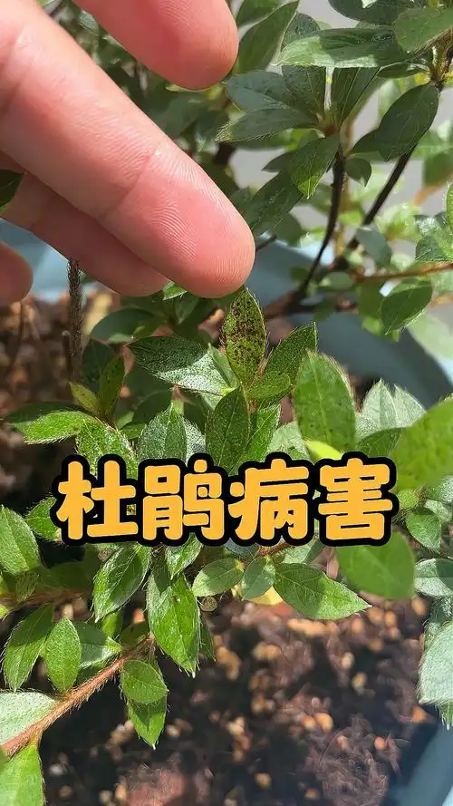 夏天杜鹃花叶子很容易长这种黑色斑点其实是真菌在作怪养护小知识花卉