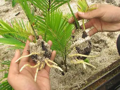 水培小铁树已催出快繁根