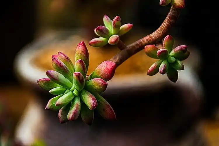 多肉植物 是指植物的根,茎,叶三种营养器官中叶是肥厚多汁并且具备