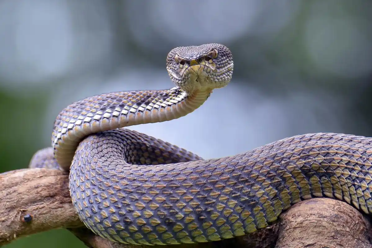 2米长蛇闯进公司大厅吓跑员工,夏季遇到蛇进入室内时应该采取以下措施