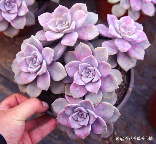 多肉中的"扛把子"紫乐,太好养易出状态,颜值全年在线,美爆了