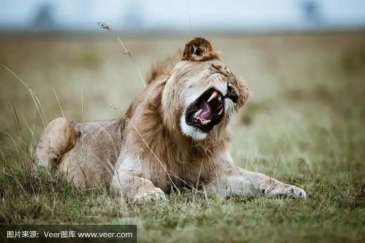 大自然中狮子的吼声.