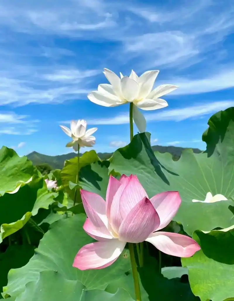 晴空下的莲花真的太美了吧,衬上远处的蓝天白云,更加迷人.