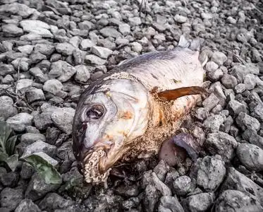 烂石头河堤上有的腐烂鱼照片