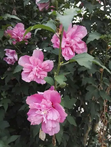 木槿花,美如蝴蝶,初夏开花,花期长直达晚秋
