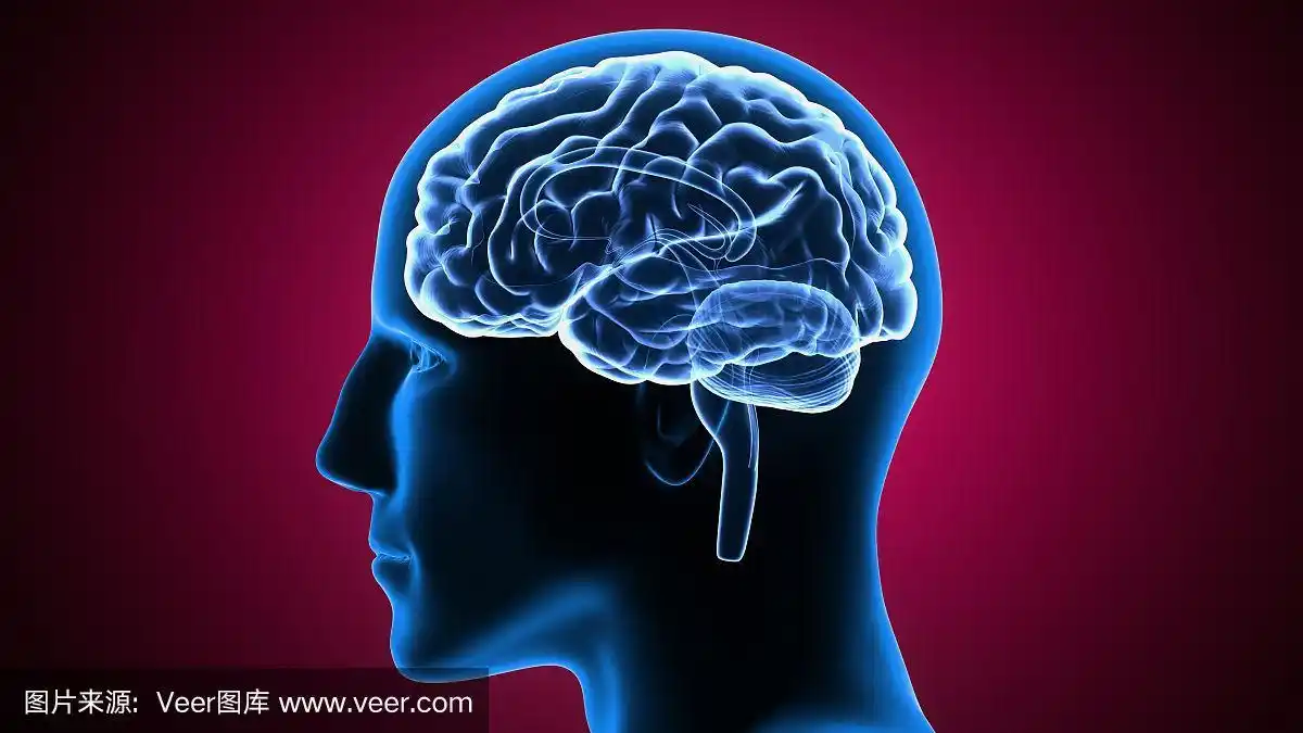 人体大脑解剖部分的3d插图