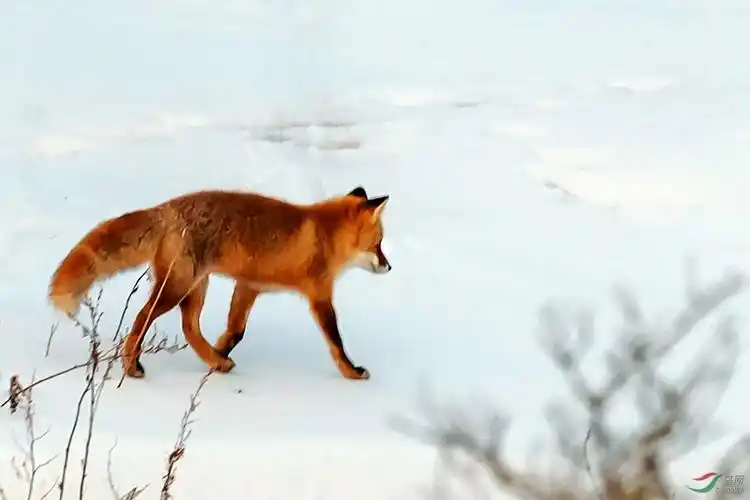 金狐狸雪地觅食