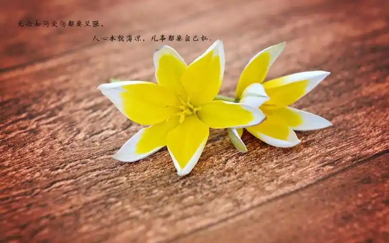 相关标签 悲凉看透人心文字伤感 内容简介 看透人心的悲凉