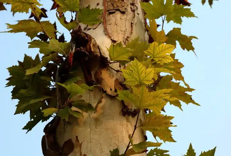 三球悬铃木(悬铃木科悬铃木属植物)_摘编百科