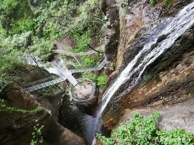 红豆杉不愧是冰川时代留下来的"化石"树,少到红豆杉景区都没有