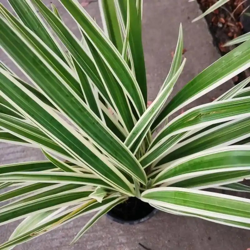 花境植物第121弹——花叶玉婵 花叶玉婵也叫银边玉蝉花.