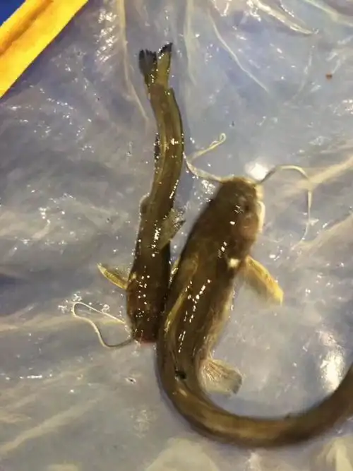 广西红水河野生石扁头