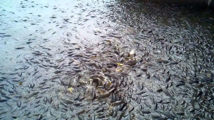 此地景色并不出众,由于鲤鱼泛滥形成一个景观,很多游客为此而来_莱恩