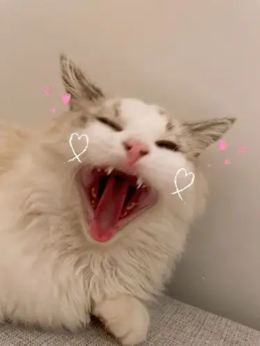 求一些猫猫张开大嘴的图片