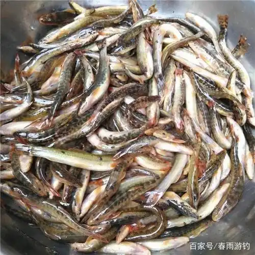 游钓人生之记录篇,东北野生溪水鱼,花狸棒子.