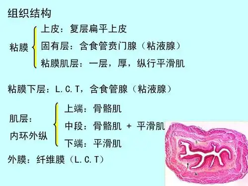 t,含食管腺(粘液腺) 上端:骨骼肌 肌层: 中段:骨骼肌   平滑肌 内环外