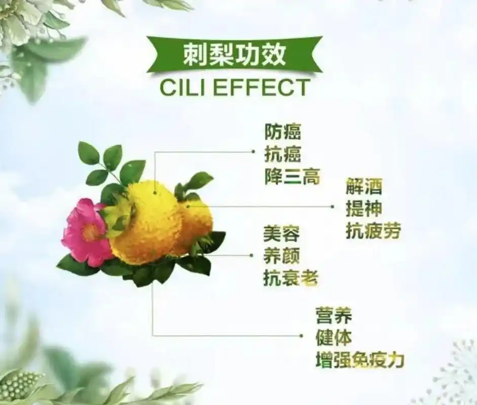 刺梨的作用与功效 防癌抗癌,抗衰老 刺梨的营养价值较高,含有丰富的磷